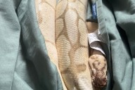 Snake found at Sooke Potholes dubbed sick, as in unwell, but also cool
