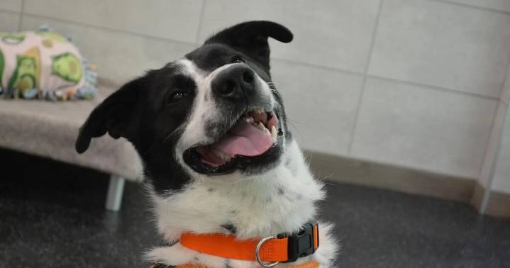 Be a responsible pet parent with these 7 tips