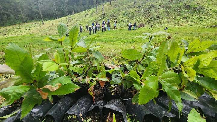 Beneficiarán a cuatro municipios poblanos con la plantación de 60 mil árboles