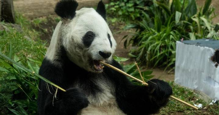 CDMX celebra 50 años de pandas gigantes en Chapultepec; Xin Xin es la más longeva fuera de China