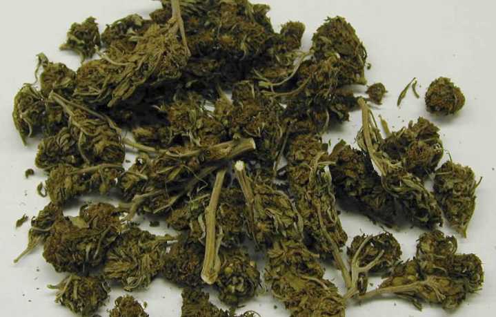 Raids Target Illegal Marijuana Grows In Bay Area