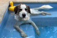 Umán: perrita muere tras recibir 14 disparos, comunidad exige justicia