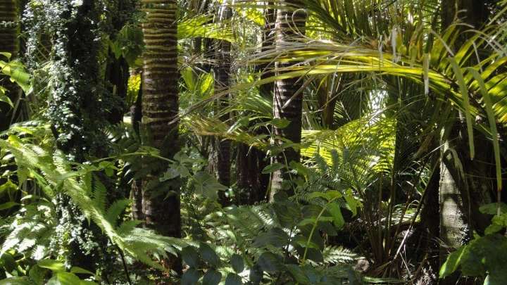 Los suelos de las selvas tropicales podrían acelerar el calentamiento global