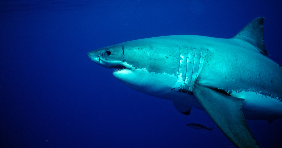 Shark Bites Long-Distance Swimmer Off California Coast