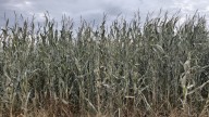 Growers should think carefully before using frost-damaged corn for hay or grazing