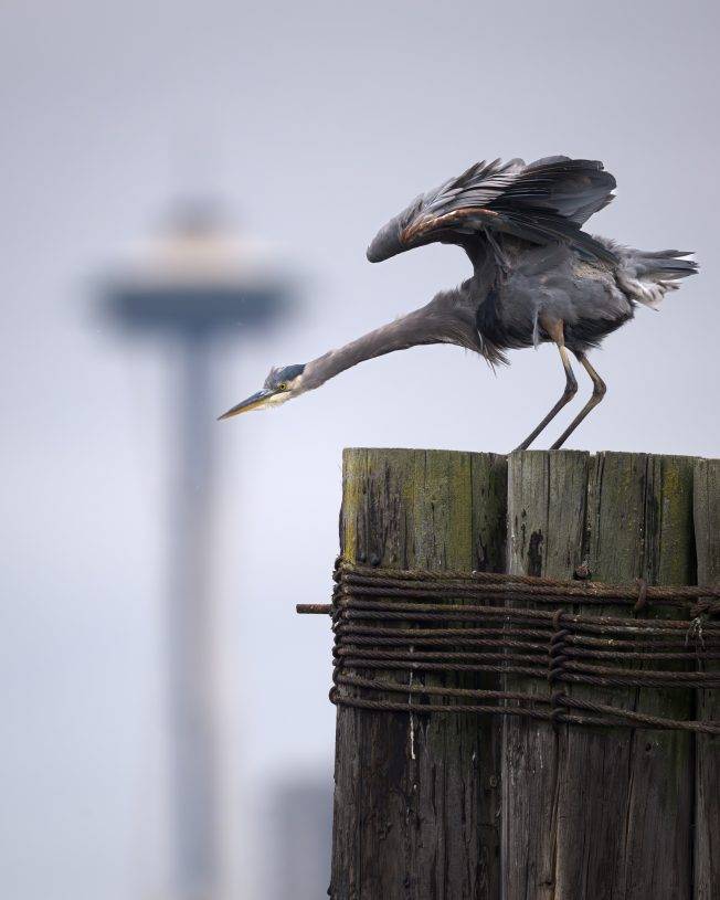 West Seattle Blog… | Here are your options for September’s second West Seattle Monday!