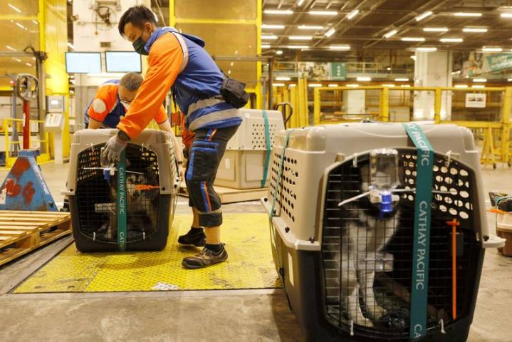 Colombia asks UN aviation agency for global standards to protect pets on planes