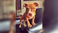 Washington Pit Bull Who Had Only Days Left To Live Got The Miracle She Needed