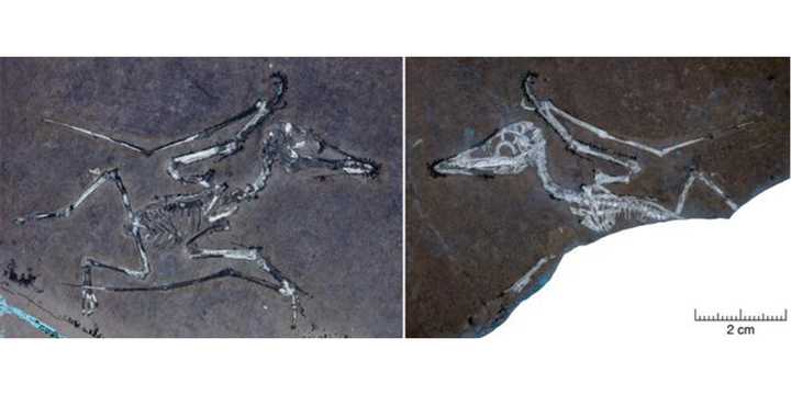 Ancient tropical storms killed these baby pterosaurs, study finds