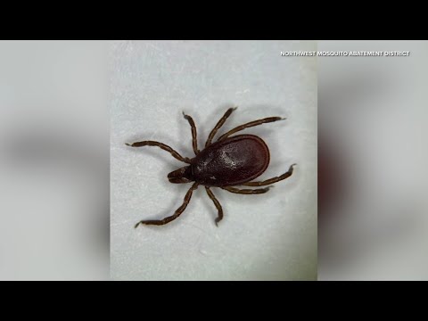 Illinois could be facing 'tick invasion,' experts warn