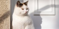 Por qué los gatos maúllan en la puerta y cinco consejos para que dejen de hacerlo
