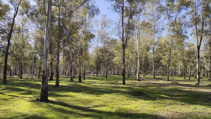 Sevilla reabre los parques de Tamarguillo y Miraflores tras aplicar el protocolo por gripe aviar