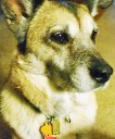 Kayla was a great golden years companion: Send us your pet stories