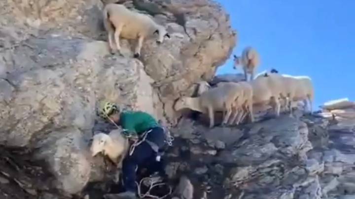 La Guardia Civil rescata a 20 ovejas atrapadas en el pico Escuellas (Panticosa)