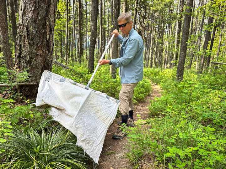 Migrating ticks raise disease risks if they can’t be quickly tracked