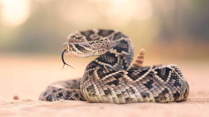 ¿Cómo diferenciar una serpiente de cascabel de otras serpientes comunes en Nuevo León?