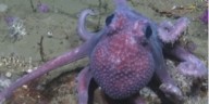 Un pulpo con verrugas fascinó a científicos en la expedición al fondo marino de Uruguay