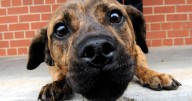 RSPCA reports surge in animal neglect and hoarding amid drought