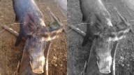 La familia decidió entregar a un jabalí, tras ser advertidos sobre los riesgos de su tenencia
