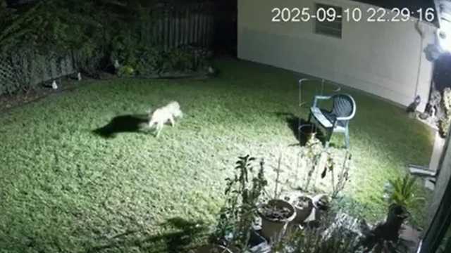 Wild video shows coyotes running through Algiers neighborhood