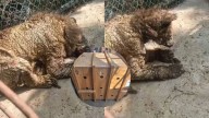 Trasladan a osa 'Mina' a centro especializado en cuidado de fauna silvestre