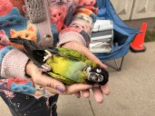 Strangers come together in quest to save pet parrot