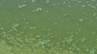 Health department issues cyanobacteria warning for CJ Strike Reservoir