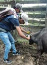 El ICA realizó jornada de identificación de bovinos en zona fronteriza de Arauca