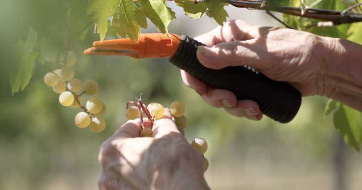 Vine to Wine: Ten Spoon Vineyard's grape harvest plucks Missoula support