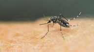 NYS investigates case of possible rare mosquito