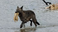 Fans Morn Popular Yellowstone Wolf Reportedly Killed By Hunter