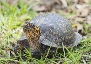 Turtle Digs Hole 78 Days Ago in Backyard, What Happens Next Goes Viral
