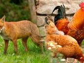 Científicos descubren las diferencias evolutivas entre animales domésticos y silvestres en los últimos mil años
