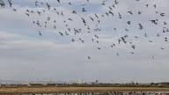 El Parque Natural de la Albufera de Valencia recibe cada año toneladas de pesticidas