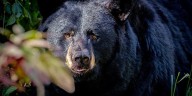 Sneaky bear breaks into store, rummages through pantry for late