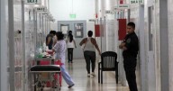 El dato que preocupa en Salta: crecen los casos de mordeduras y picaduras peligrosas