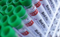 Brazil animal feed output to drop after bird flu outbreak