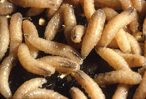 'One-two punch' needed to eradicate New World screwworm