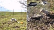 Texas Pup Who Wandered Airport Alone Brings His Mom To Tears When Rescuers Finally Reunite Them