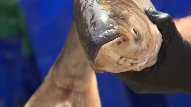 Missouri conservation groups remove invasive carp in Platte River