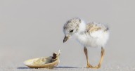 Refuge visitor center names artist of the month
