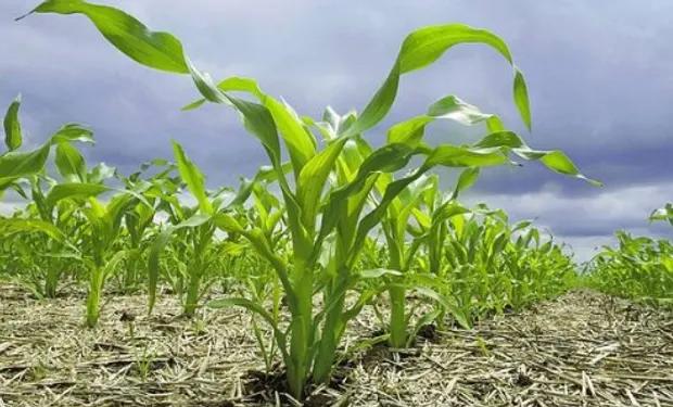Fedeagro alerta que las lluvias afectaron el ritmo de la siembra de maíz
