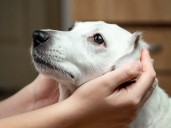Rescue Dog Looks 'Worried,' Internet Can't Cope With Reason Why