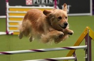 All dogs welcome at Davis Family YMCA's 'Pooch Pentathlon' in Youngstown