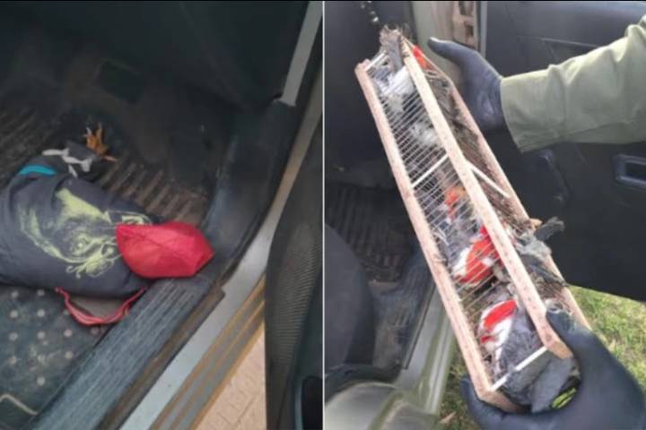 Rescataron gallos de riña envueltos en tela y cardenales enjaulados