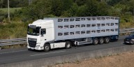 Senasa unifica y refuerza la habilitación sanitaria del transporte animal