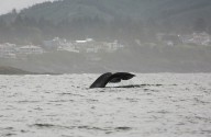 How tiny shrimp turned Depoe Bay into a whale watching paradise