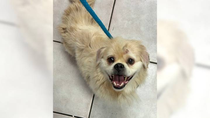Smart, sweet Pekingese mix Bear loves toys, treats and love