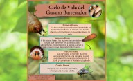 Alerta por gusano barrenador