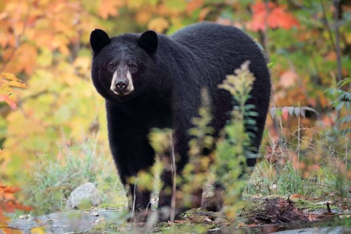 Mom Watches Bear Break Into Her Home. Then She Realizes Her Sleeping Teenager Is Inside
